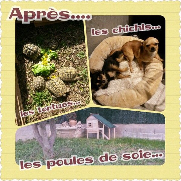 La famille des animaux s'agrandit...
